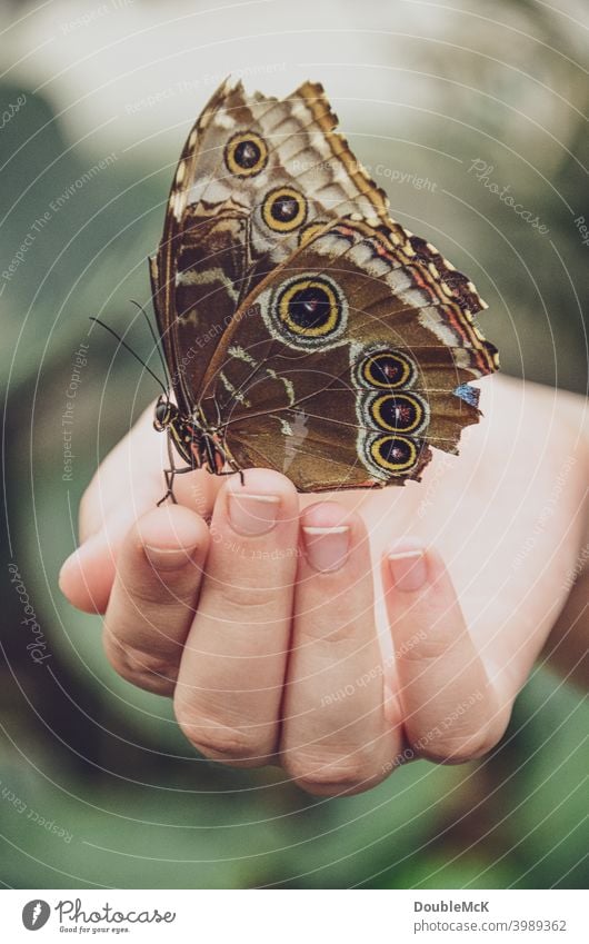 A butterfly sits on a hand Butterfly Butterfly house Grand piano Close-up Animal Colour photo Subdued colour Day Macro (Extreme close-up) Exterior shot