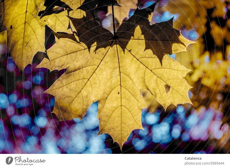 Maple leaves in autumn Nature flora Plant Tree Leaf Maple tree Maple leaf Autumn Season Sky Day daylight Autumnal Change wither Transience Yellow Blue purple