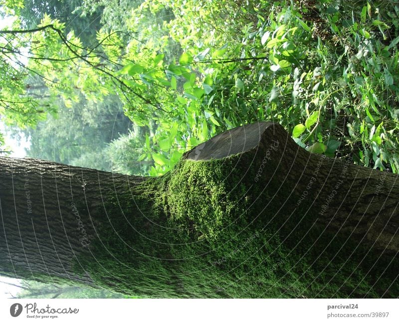 Tree with moss Green Tree trunk Leaf Light Summer Nature Detail Landscape