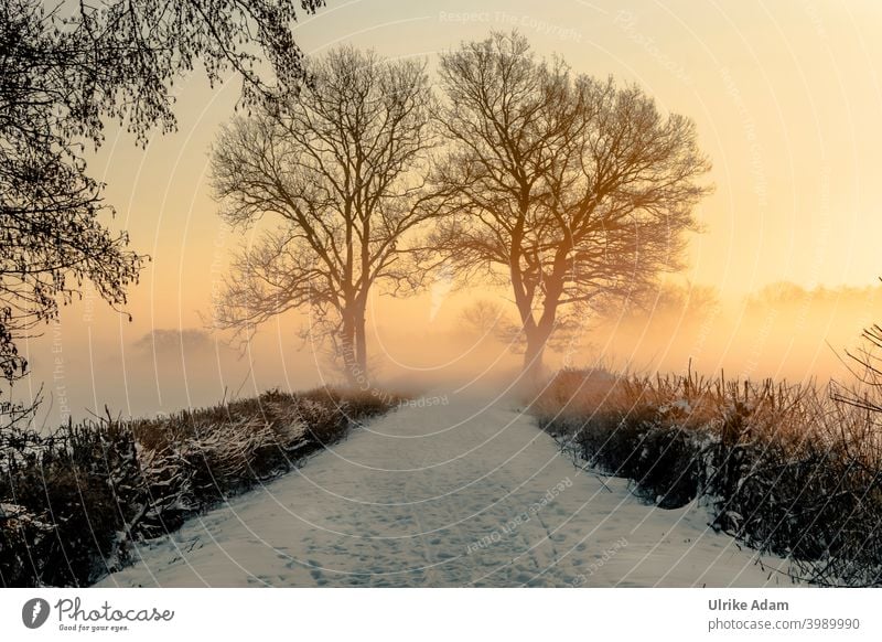 Sunrise in the wintry Teufelsmoor near Bremen Winter Shallow depth of field Back-light Sunlight Dawn Copy Space bottom Deserted Exterior shot Colour photo