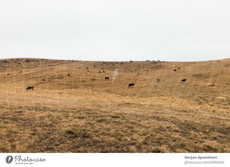 Herd of cows on a meadow in autumn morning animal animals beef breed brown calf cattle country countryside dairy day domestic europe fall farm farming farmland