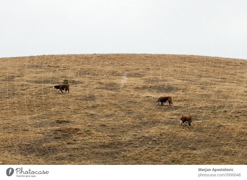 Herd of cows on a meadow in autumn morning animal animals beef breed brown calf cattle country countryside dairy day domestic europe fall farm farming farmland