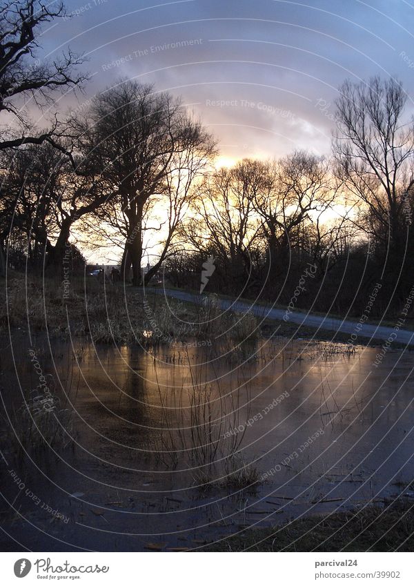 Jenisch Park Tree Sunset Frozen Light Moody Common Reed Dark Cold Winter Ice Water Hamburg