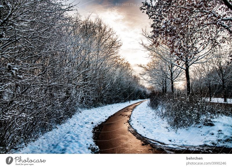 on golden grounds Colour photo pretty Dreamily idyllically Snow layer Snowscape Winter walk Winter's day Winter mood Home country Tree Deserted Hoar frost