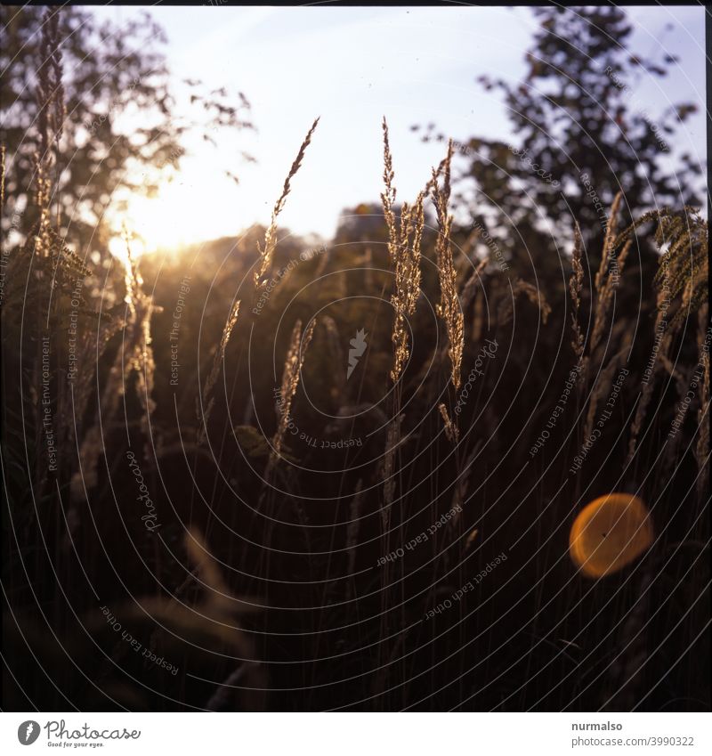 In backlight Grass Sun Summer Sunset Nature grasses Lens flare naturally Sustainability Garden neat Simple pretty organic Sex Back-light Evening Sunlight