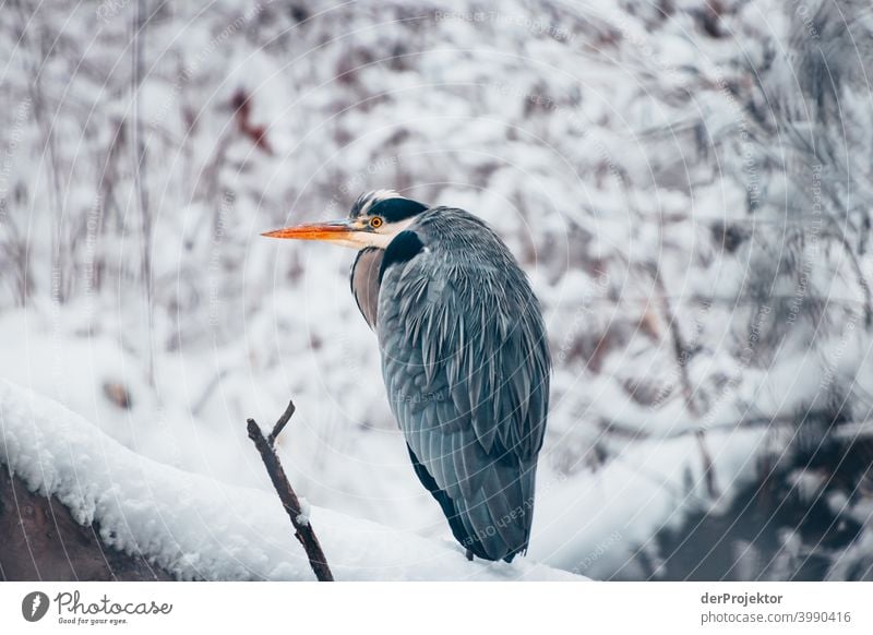 Winter carp pond with grey heron in Treptower Park II Natural phenomenon peril collapse City trip Sightseeing Miracle of Nature Frozen Frost Ice