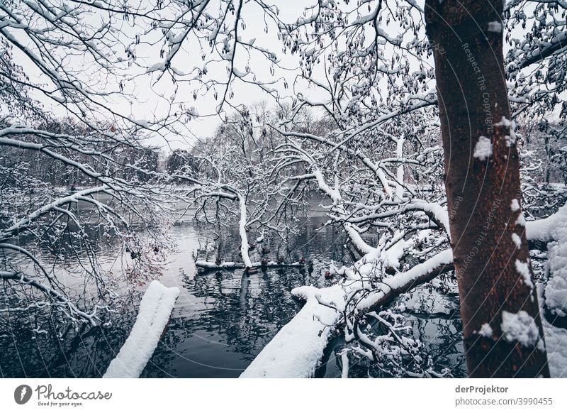 Winter carp pond in Treptower Park Natural phenomenon peril collapse City trip Sightseeing Miracle of Nature Frozen Frost Ice Experiencing nature