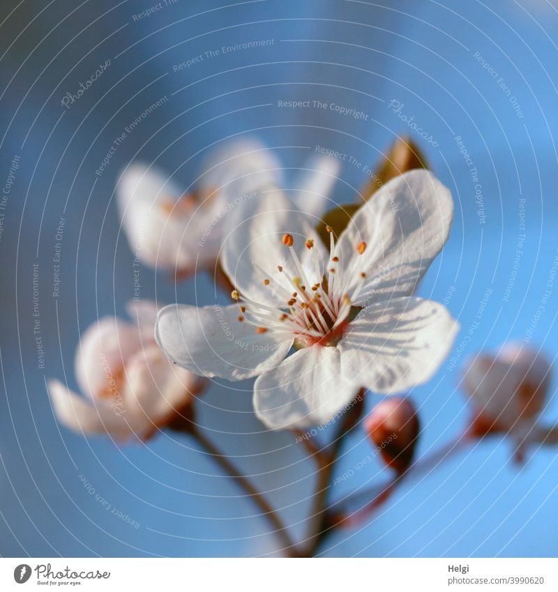 Spring flowers - white blossoms on a branch in the sunshine against blue sky spring blossoms Twig Sunlight Light Shadow Sky Blue Anticipation Spring fever