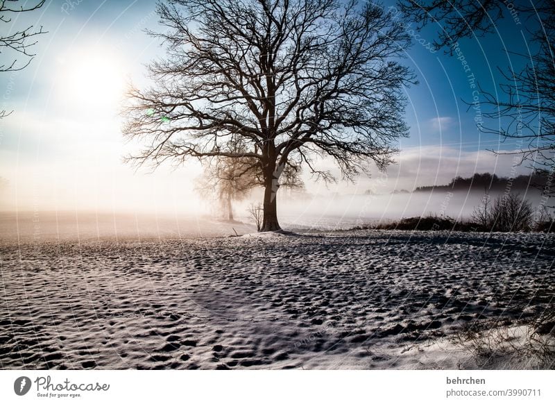 Magic Tree trunk Branches and twigs Mystic Climate Gorgeous Dream pretty Enchanted forest Mysterious Fog Dreamily idyllically Snow layer Snowscape Home country