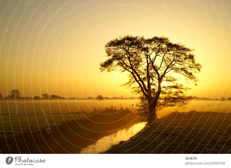 Sunrise with stream, tree, meadow and light fog Tree Individual single tree Silhouette Sunrise - Dawn morning light Sunlight Back-light silhouette Meadow