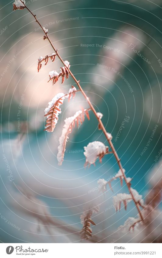 Dried plant covered with snow Plant Nature Snow Winter Delicate Fern Fern leaf Shriveled White Cold chill Climate Weather Leaf Exterior shot Colour photo