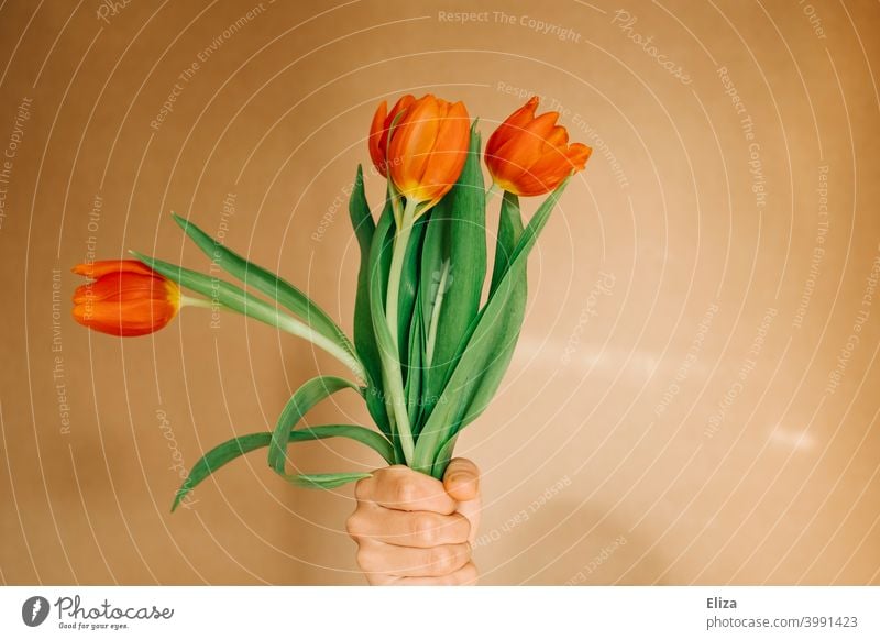 One hand holds a bunch of tulips Ostrich Bouquet flowers Orange Red Spring Blossom Flower Hand Give Mother's Day Valentine's Day Donate Birthday Tulip