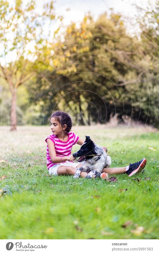 Young girl with a border collie on a field activity animal background beautiful blond caucasian caucasian girl child childhood children cute dog family female