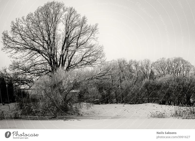 big oak on river bank in deep winter december beauty christmas nobody scenery environment frosty snowfall trees weather frozen snowy reeds season ice over