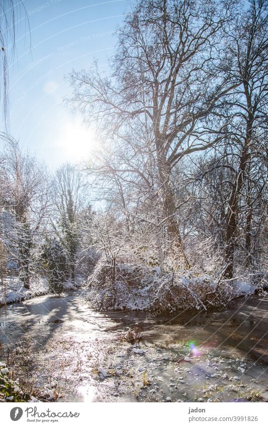 winter on a short visit. Winter Sun Back-light Snow Ice Sunlight Sunbeam Frost Tree Nature Cold Beautiful weather Day Sky Deserted Exterior shot