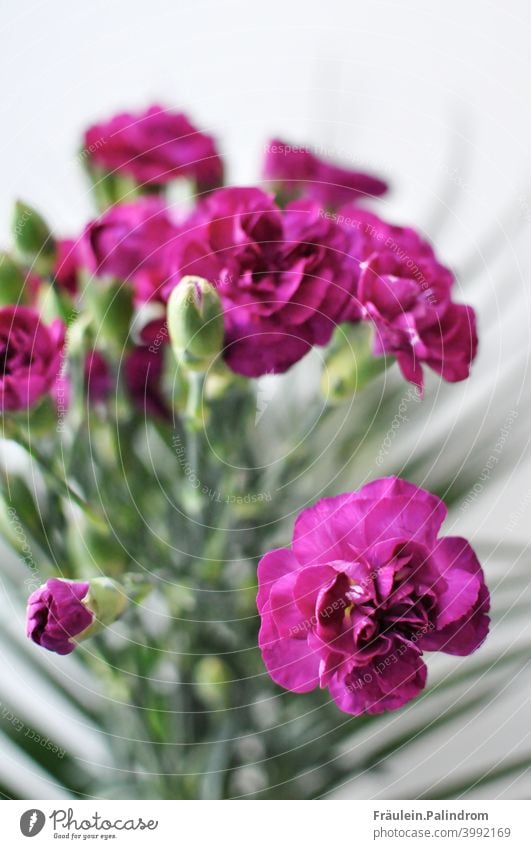 Pink carnation on white background pink purple Violet Spring Flower Plant floral Ostrich Bouquet bouquet Decoration variegated Blossom Nature Summer Garden