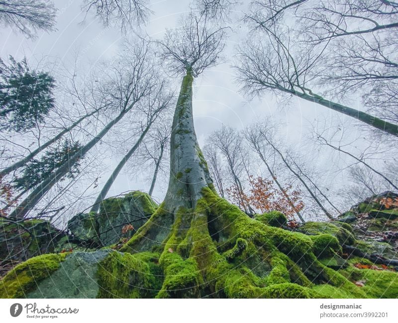 Yggdrasil Tree Moss Root flexed Forest clearing leafless leaves branches Exterior shot Plant Deserted Landscape Colour photo Environment Nature Light Autumn