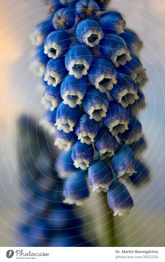 Muscari armeniacum, flowerheads; close-up Flowering flowers bulbous perennial spring blue blooming blur blurred