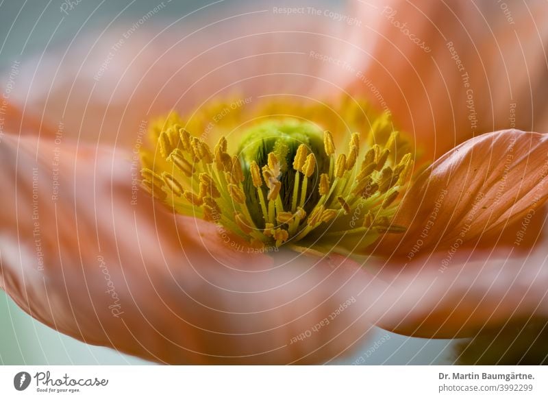 Pistil and flower of the Iceland poppy (Papaver nudicaule), Papaveraceae. stamens Stamp Blossom Poppy blurriness poppies Garden form