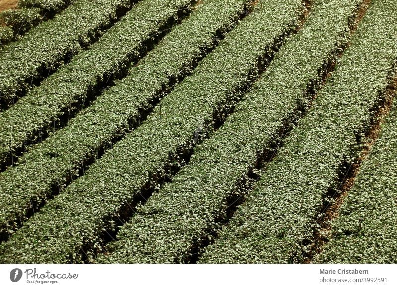 Rows of tea bushes at a tea plantation rows lines aerial view agriculture tea cultivation no people outdoors green tea pattern natural scenic scenery background