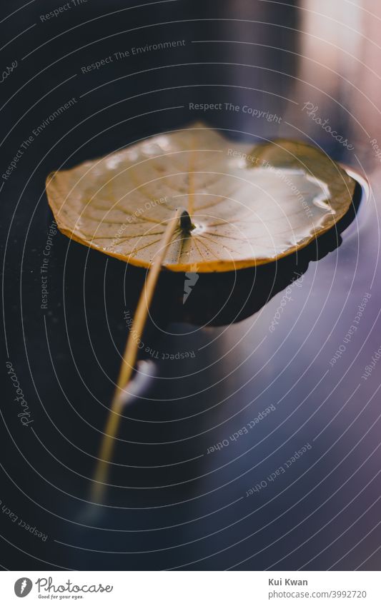 a yellow orange autumn leaf fallen into a puddle of rainwater after the rain Spring Autumn Autumn leaves orange yellow Yellow-orange Rainwater Puddle Reflection