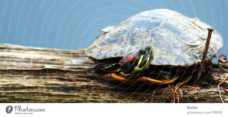 Ami on vacation Turtle Sunbathing Rest Water Harbour exotic