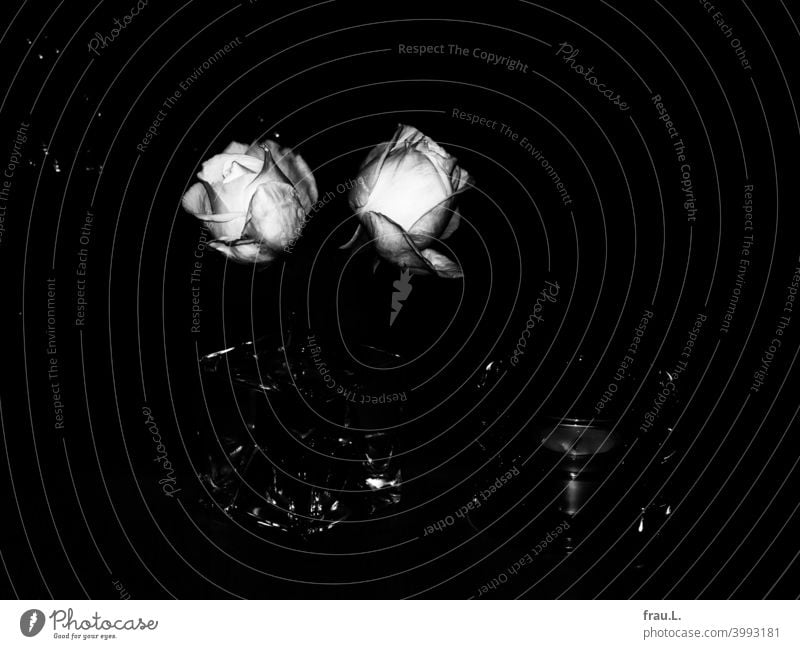 Two roses in the dark Blossom Table Vase pink Decoration Blossoming Bouquet Tea warmer candle