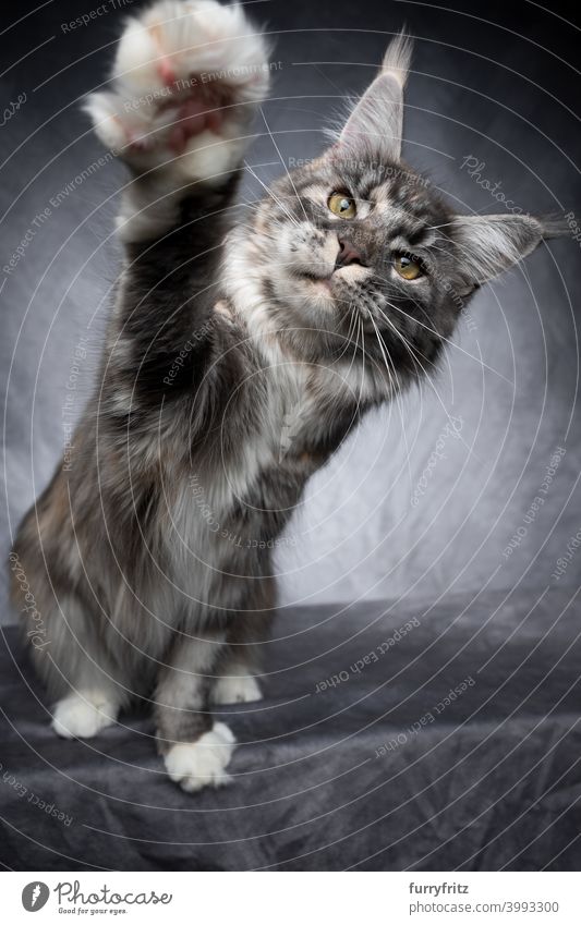 maine coon cat playing raising paw beautiful studio shot fluffy fur feline gray looking playful one animal indoors