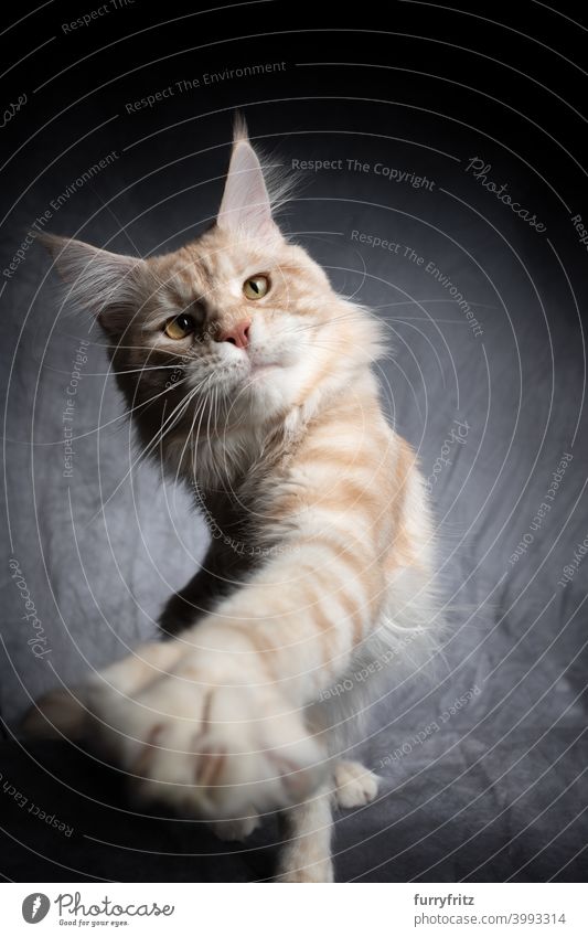 cream tabby maine coon kitten playing raising paw cat beautiful studio shot fluffy fur feline maine coon cat gray one animal indoors beige cream colored playful