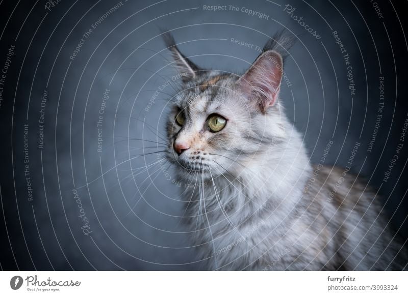 beautiful maine coon cat portrait studio shot fluffy fur feline gray copy space tortoiseshell cat calico looking to the side whisker one animal indoors