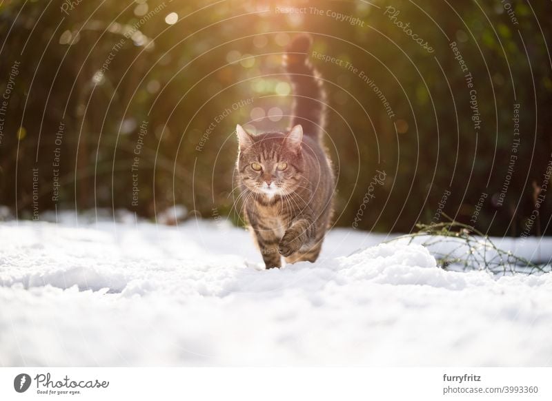 tabby cat walking in snow winter wintertime white outdoors garden front or backyard nature looking sunlight sunny fur feline