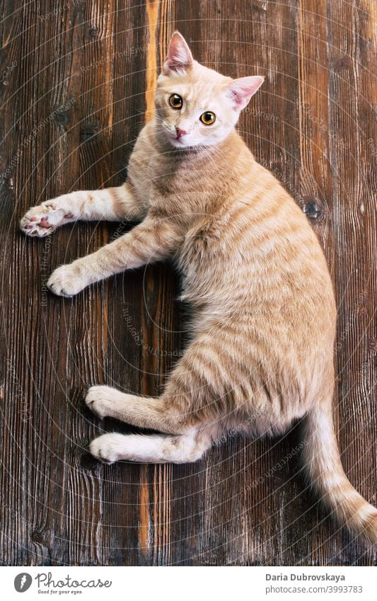 Ginger cat on wooden background Enchanting Animal Orange feline pretty Pet Funny Fluffy Cat Mammal Kitten Domestic kitten Cute Pelt tabby Looking Eyes portrait