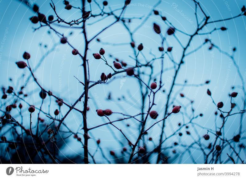 Habebutts shrub Rose hip rose-hip bush Red Nature Exterior shot out Plant Colour photo Shallow depth of field Deserted Autumn Bushes Wild plant Environment