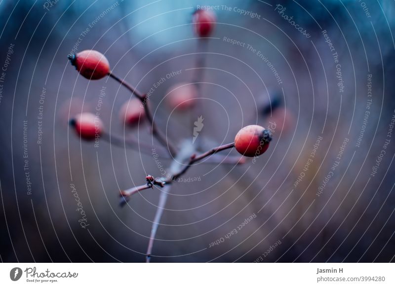 rose hips Rose hip out Close-up Nature Red Plant shrub Colour photo Exterior shot Shallow depth of field Deserted Bushes Environment Autumn Day naturally Fruit