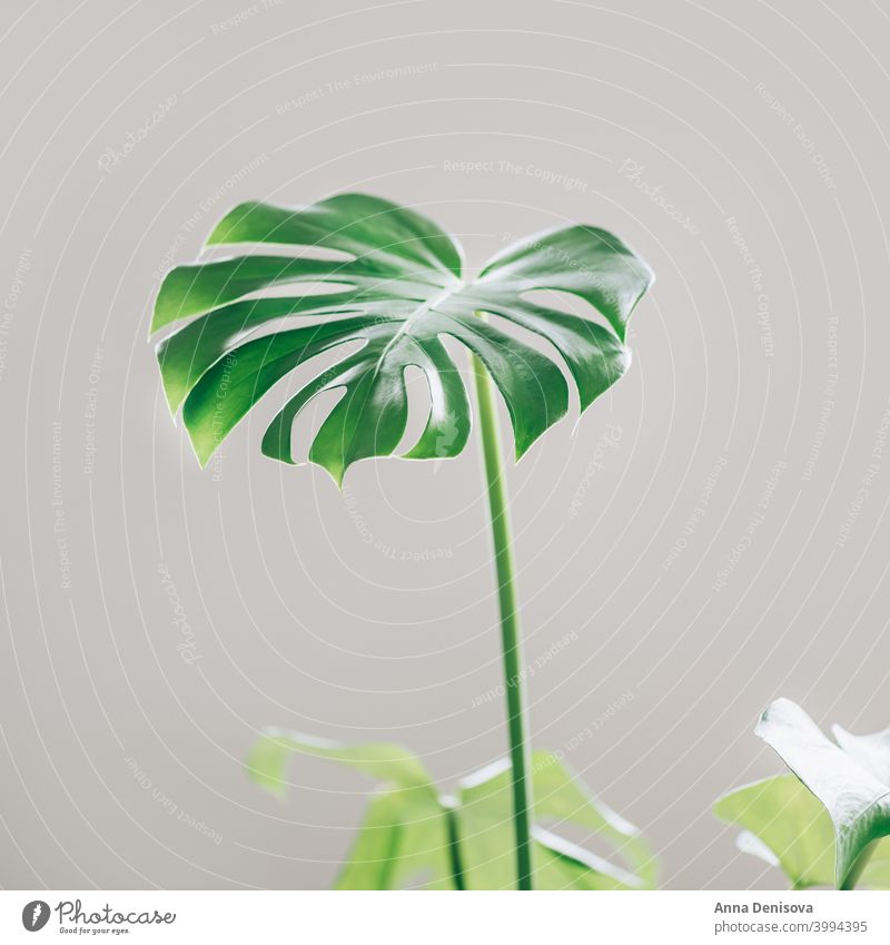 Real monstera leaves leaf plant garden jungle foliage tropical nature floral green pattern wallpaper decor exotic botany natural decoration trendy botanical