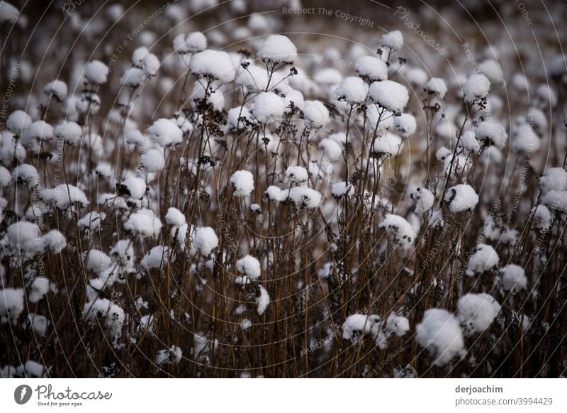 Snowflakes lay on the withered stems. - Is not cotton ! - snowflakes Cold Winter White Snowfall winter Deserted Nature Weather Exterior shot Winter's day