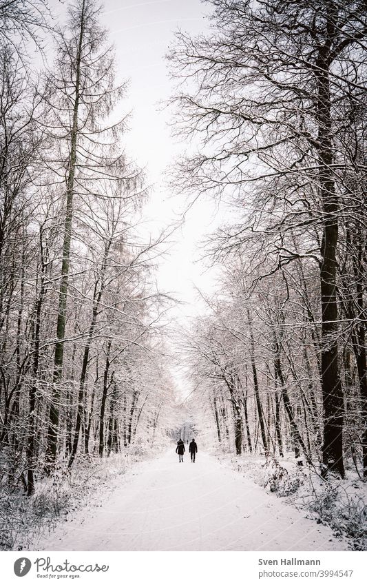 Couple walking through snowy forest Happy Man Woman Relationship Together couple Lovers Trust Affection Harmonious Husband Wife Forest Tree Nature Deserted