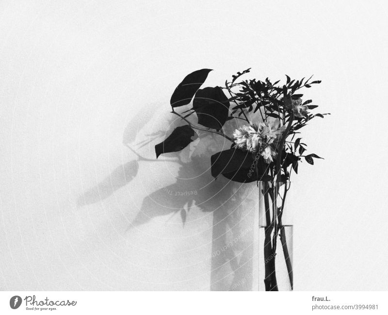 Glass vase with faded ranunculus Wall (building) Buttercup Vase Shadow leaves