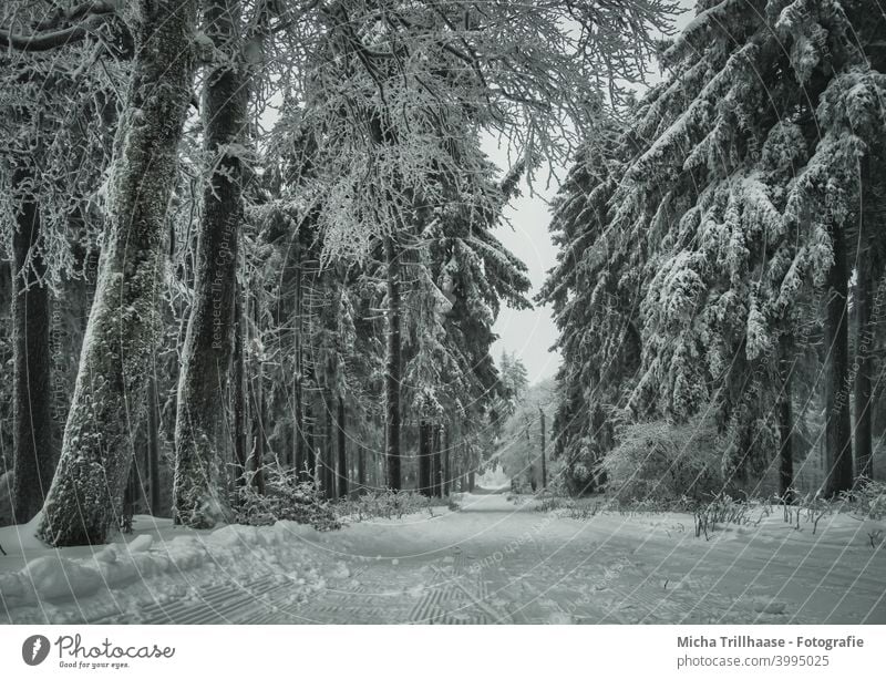 Winter landscape in the Thuringian Forest Thueringer Wald Winter forest Rennsteig Schneekopf trees Snow snowy Frost Cold off Cross-country ski trail Skiing