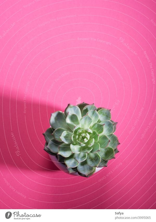 Succulent plant on dark pink background with shadow succulent cactus top green geometric minimal design white aloe scandinavian flower minimalist echeveria