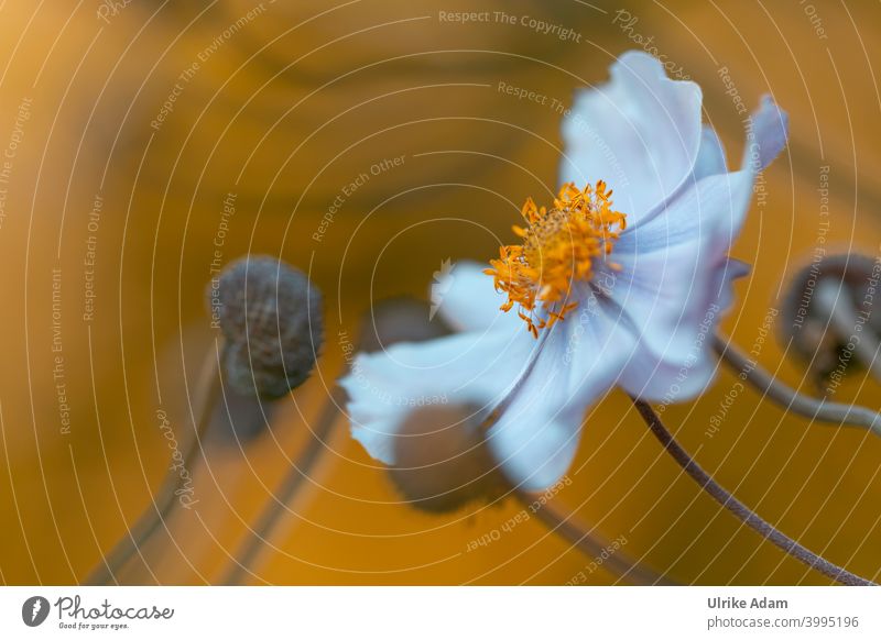 Flower of a white anemone in the evening light blurriness Neutral Background Isolated Image Deserted Macro (Extreme close-up) Detail Close-up Colour photo