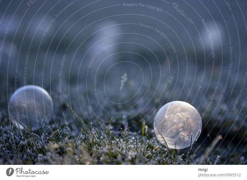 Ice bubble with lighting - frozen soap bubble lies in the grass with hoarfrost and is illuminated by the sun ice bubble Soap bubble chill Ice structure Winter