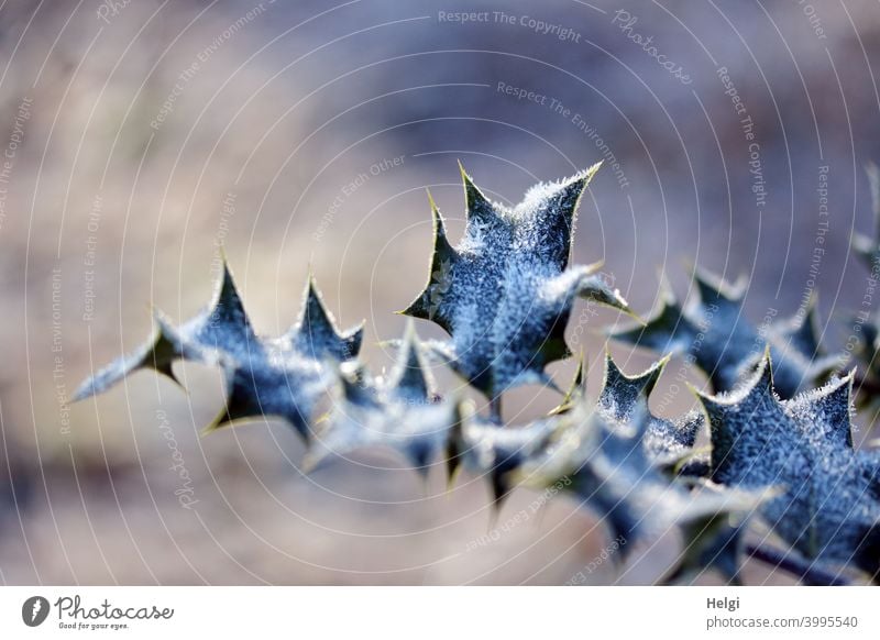 winter holly branch - holly leaves with hoarfrost Holly Ilex Tree of the year 2021 shrub Twig Leaf Hoar frost chill Frost ice crystals Light Shadow Sunlight