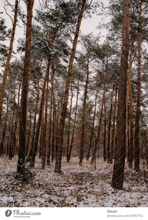 winter landscape Winter walk Landscape Nature trees chill Frost Lonely tranquillity relaxation Moody Winter mood Winter's day Forest Winter forest Forestry