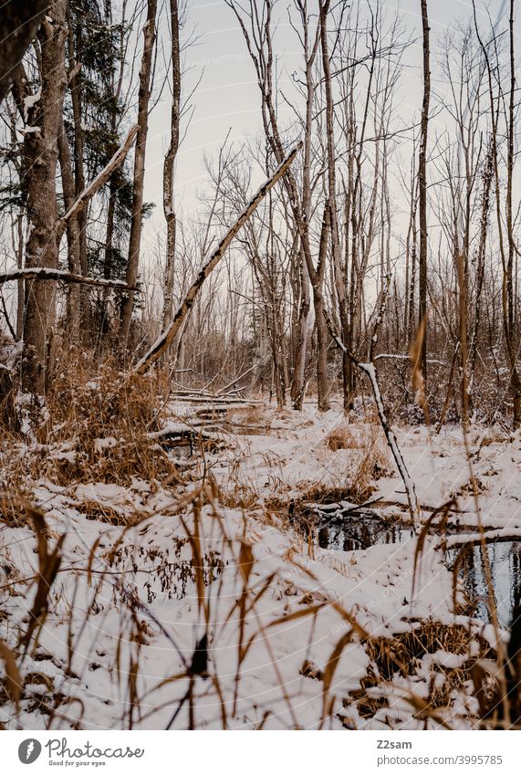 winter landscape Winter walk Landscape Nature Brook River Water Sunset trees chill Frost Lonely tranquillity relaxation Moody Winter mood Winter's day bachlauf