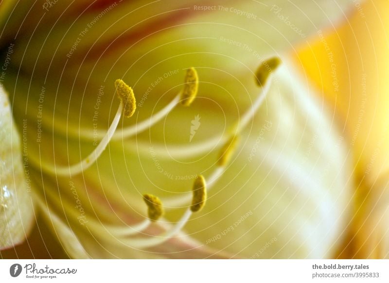 lily Blossom Flower Plant Pistil Macro (Extreme close-up) Colour photo Detail Interior shot Spring