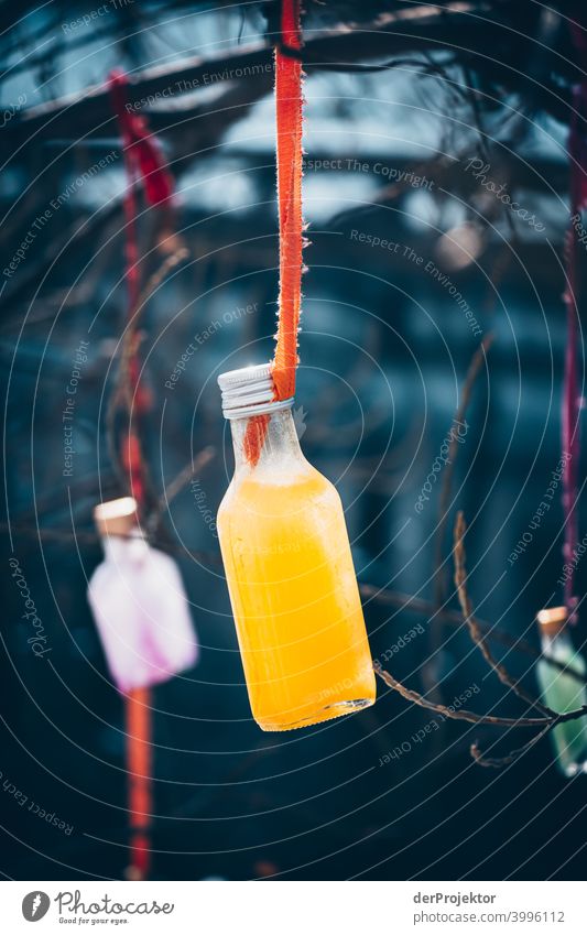 Bottles on the tree in winter in Kreuzberg Wall (barrier) Wall (building) Hip & trendy Light Day Copy Space middle Exterior shot Experimental Copy Space top