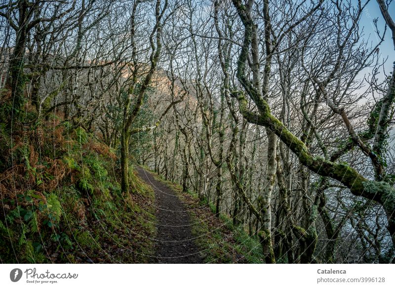 The path along the cliff by the sea leads through a forest of low trees forest path off Winter chill Day daylight Beech tree Tree Landscape Nature Plant Forest