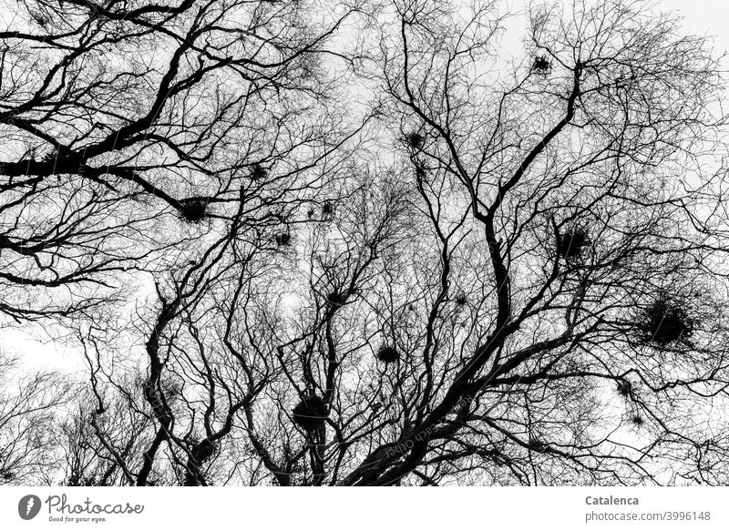 Bare branches, twigs, mistletoe, grey sky Botany Tree Winter Cold daylight chill Plant Nature Sky Day Winter mood Weather Environment Seasons winter Moody