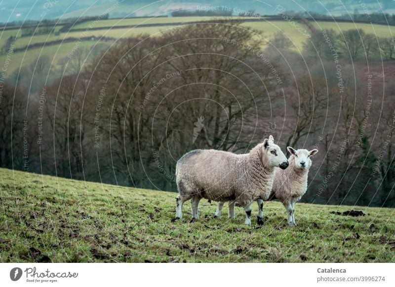 Sheep mother and daughter on the pasture, in the background trees and the hilly landscape. Landscape Botany Nature Plant flora fauna Animal Farm animal sheep